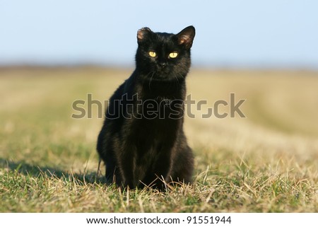 One-eared black cat at sunset. 	One eared black cat on the meadow.