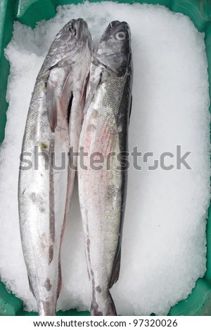 Mullet fish. Mullet fish on the fish market