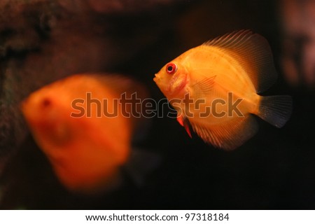 Two Orange Discus.Two orange symphysodon discus fish swiming in aquarium