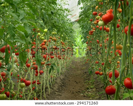 harvest ripening of tomatoes in a greenhouse