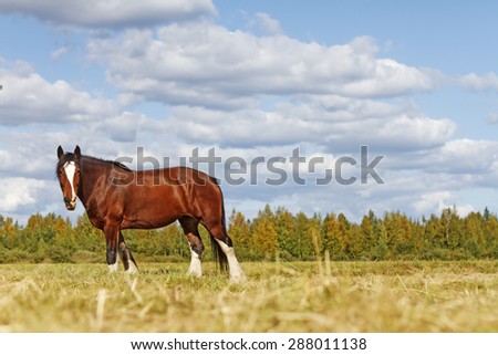 horse/animal/symbol year