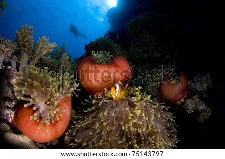 Magnificent anemone (Heteractis-magnifica) and anemone fish Amphiprion bicinctus