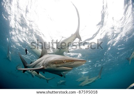 Black tip shark