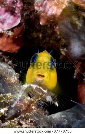 African Midas Blenny