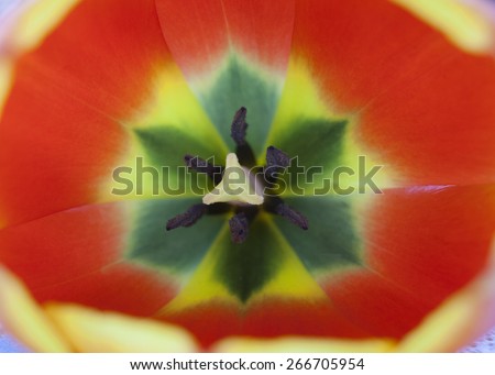 Tulip inside macro