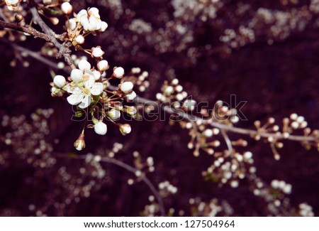 flowering tree covered with flowers, buds, buds and leaves