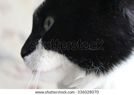 Cat portrait close up in blur background, cat playing at home, elegant cat, cat eyes.