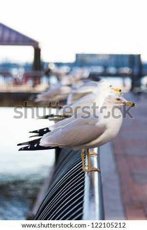 Sea gull birds resting  in the waterfront in new york  - usa