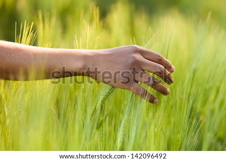 African American hand in wheat field - African people