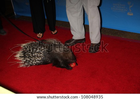 LOS ANGELES - JUN 17:  Porcupine arriving at the 38th Annual Daytime Creative Arts & Entertainment Emmy Awards at Westin Bonaventure Hotel on June 17, 2011 in Los Angeles, CA