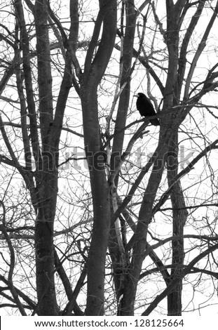 black raven on tree at winter
