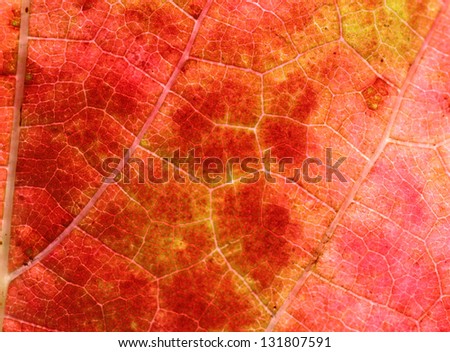abstract autumnal background: close up of red grape leaf
