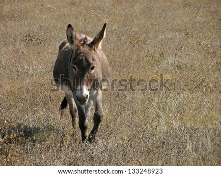 donkey walking on meadow