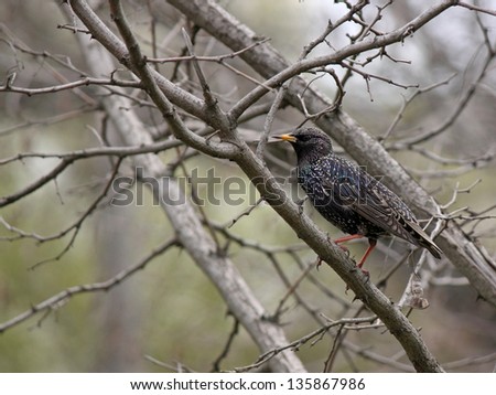 common starling sitting on branch of tree