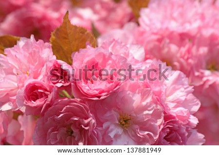pink japanese cherry tree blossom