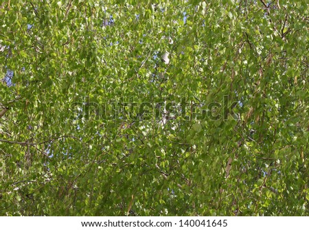 close up of birch tree branches