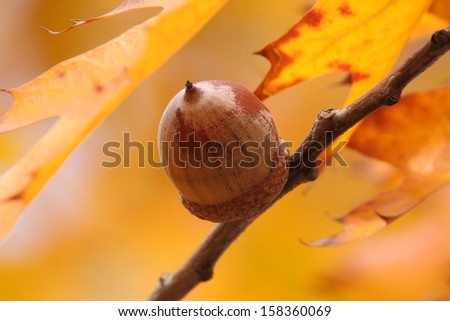 close up of acorn on branch of oak tree at fall