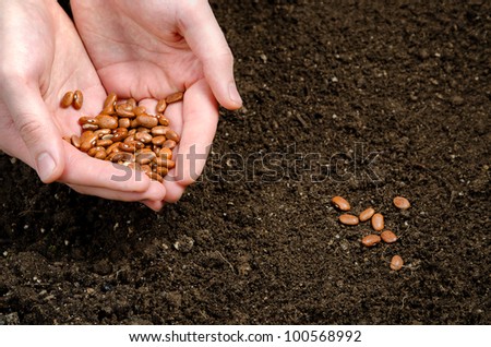 two hand holding seeds and seeds in the soil