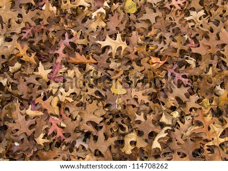 closeup of a pile of leaves at fall