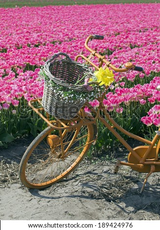 yellow bicycle with a basket in a pink tulip field