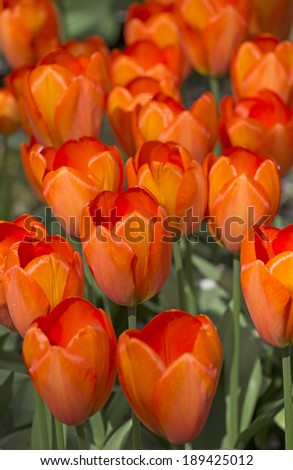 orange fresh tulips in keukenhof park, netherlands