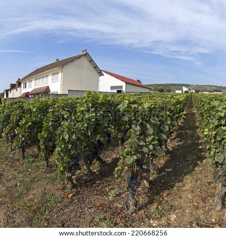 great wine vineyard in bourgogne france