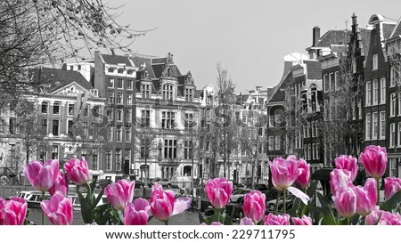 black and white image of an amsterdam cityscape with pink tulips