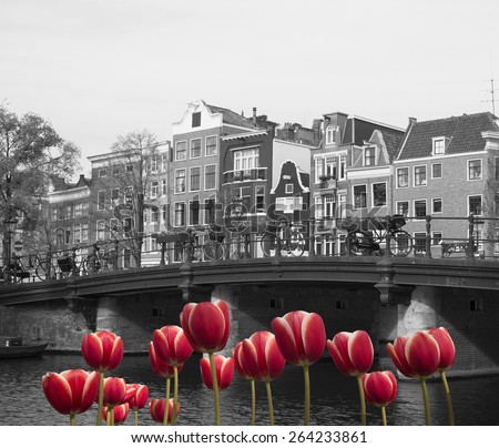 black and white image of an amsterdam canal with red tulips