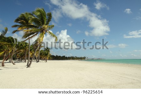 image of a large beach with tropical trees