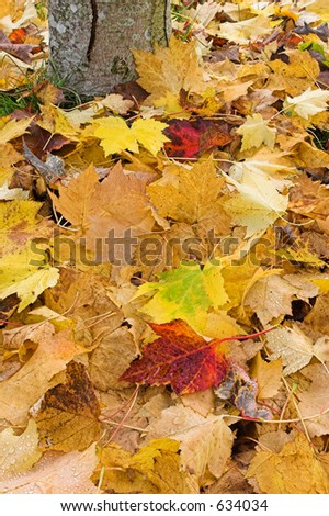 Fallen maple leaves at base of tree