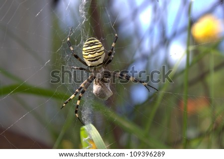 spider in the garden, Yellow-black spider in her spiderweb - Argiope bruennich