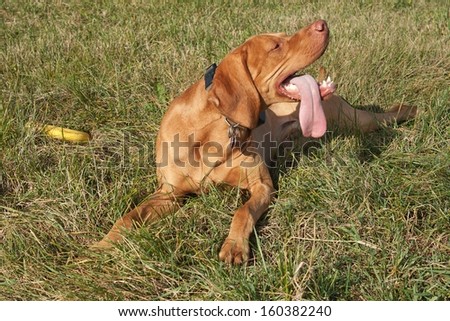 tired dog is resting after the play, Hungarian pointer detail