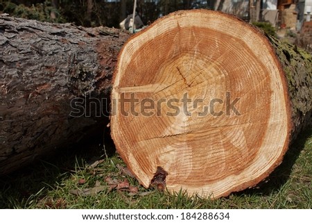 growth rings, larch, felled tree