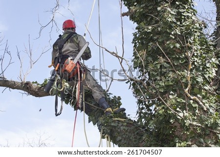 An arborist using a chainsaw to cut a walnut tree, tree pruning