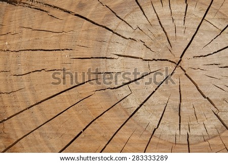 wooden texture from the tree, plum-tree, growth rings