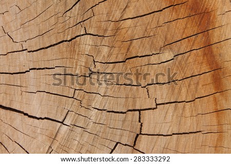 wooden texture from the tree, plum-tree, growth rings