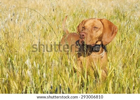 Hunting dog in the ripening grain. Hot summer day. Hungarian Pointer Viszla hunting. Electric dog collar.