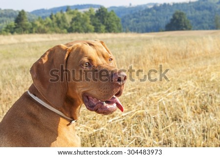 Hungarian Pointer Viszla on the harvested field on a hot summer day. Dog sitting on straw. Morning sunlight in a dry landscape.