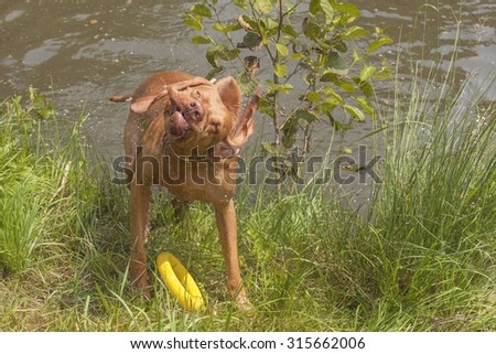 Dog shaking off water from the pond. Hungarian hound after a bath in a rural pond. Front view, ridiculous dog grimace. Funny image.