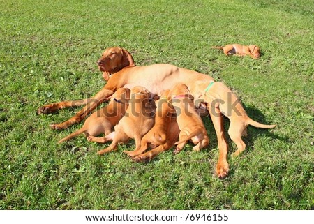 Magyar Vizsla - female dog with puppies