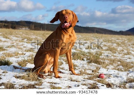 Hungarian hound sitting, dog eyes