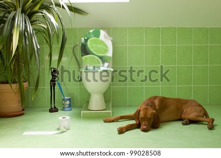 Dog In Toilet