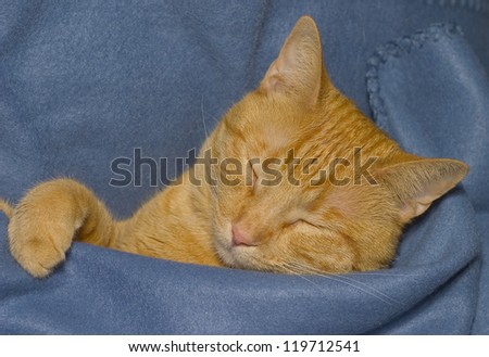 This little kitty is sound asleep wrapped up in a soft blue fleece blanket.