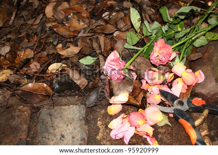 Cut roses against autumn leaves in garden