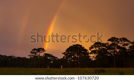 The rainbow after raining in forest