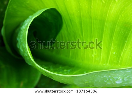 The leaf have cycle is nature texture