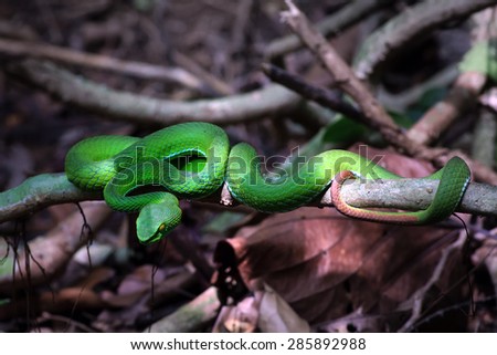 The green pit viper snake in rain forest