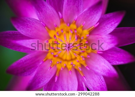 Pink lotus is beautiful color in nature, it\'s balance style