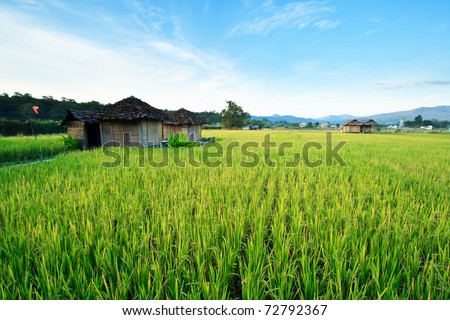 The rice farm on morning to glow and to go gold rice in the next time.