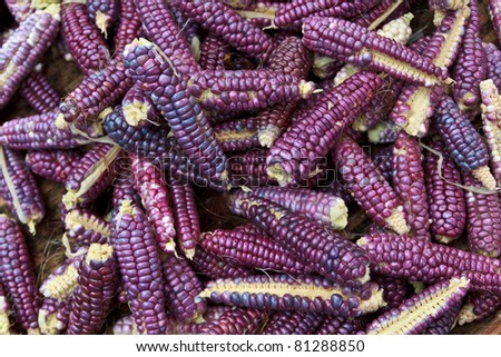 violet corn none cover it's good food for people